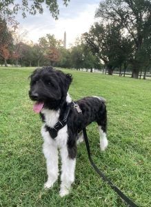 Picture of Archie (Jenna's dog)