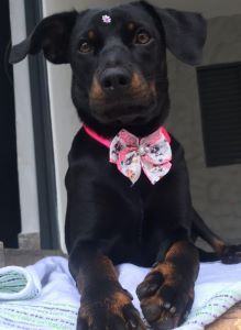 Carol's dog